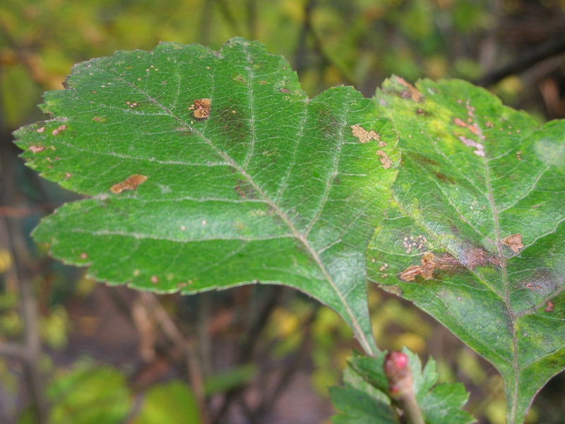 Crataegus oxyacantha / Biancospino selvatico